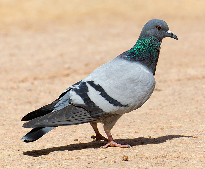 Feral Rock Dove
